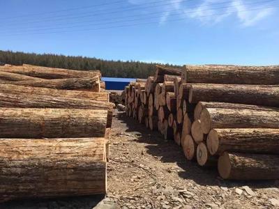 木頭來了平臺(tái) 原木鋸材產(chǎn)品銷售邁入快車道